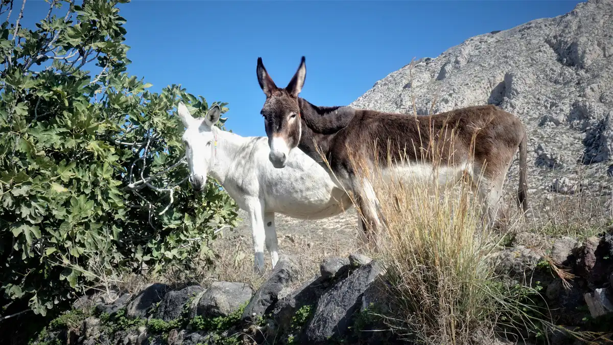 two donkeys on a mountain